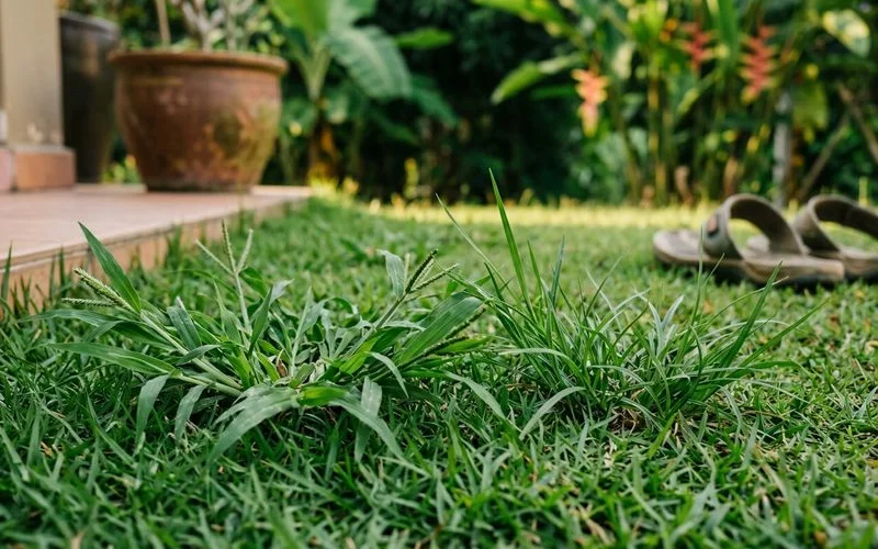 Grassy weed vs lawn grass blade comparison