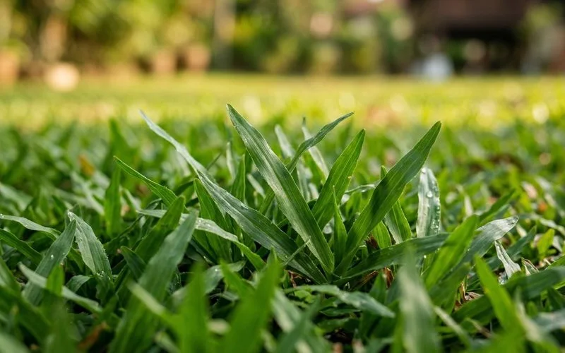 Macro close-up of carpet grass blade texture